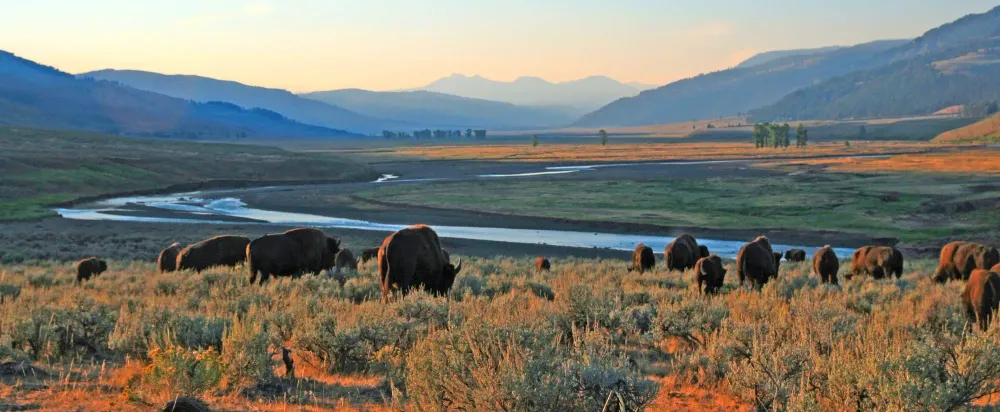Herd of buffalo in the Lamar Valley in Yellowstone National Park